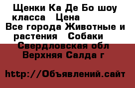 Щенки Ка Де Бо шоу класса › Цена ­ 60 000 - Все города Животные и растения » Собаки   . Свердловская обл.,Верхняя Салда г.